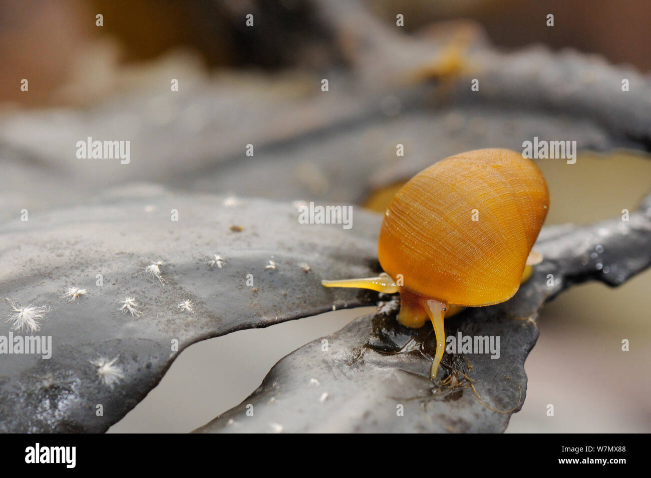 Flache strandschnecke (Littorina littoralis) Kriechen über Zahnstange (Fucus serratus) bei Ebbe, Crail, Schottland, Großbritannien, Juli Stockfoto