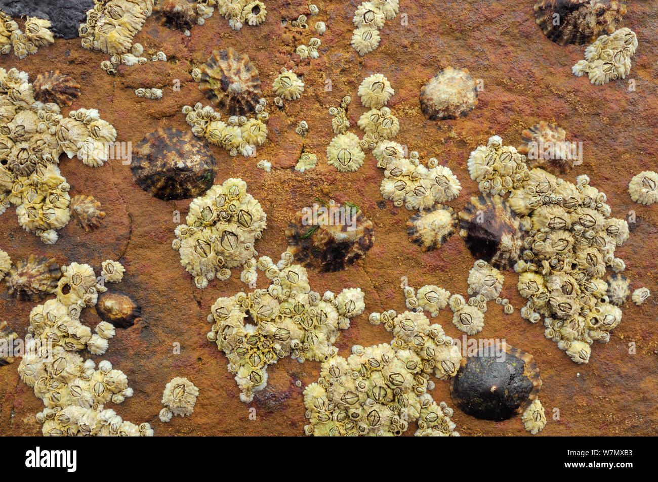 Gemeinsame Kletten (Patella Vulgata) und Gemeinsame Seepocken (Balanus balanoides) Felsen bei Ebbe, Crail, Schottland, Großbritannien, Juli ausgesetzt zu Sandstein. Stockfoto