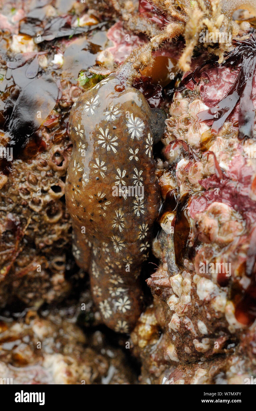 Star ascidian (- Botryllus schlosseri), einem kolonialen Seescheiden wachsen auf Felsen auf einer niedrigen Spring Tide unter Rankenfußkrebse, Bryozoen und roten Algen ausgesetzt, North Berwick, East Lothian, Großbritannien, Juli. Stockfoto