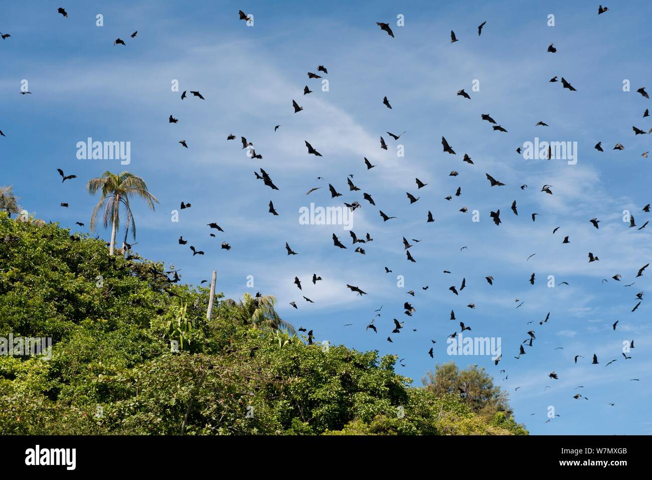 Spectacled Flying Foxes (Pteropus conspicillatus) fliegen aus der Insel, wo Sie während des Tages Roost, North Queensland, Australien. Februar. Stockfoto