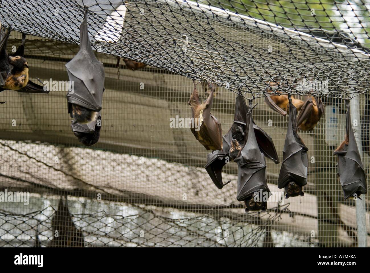 Spectacled Flying Foxes (Pteropus conspicillatus) Rastplätze an der Decke der Einhausung, Tolga Bat Krankenhaus, Atherton, North Queensland, Australien. Januar 2008. Stockfoto