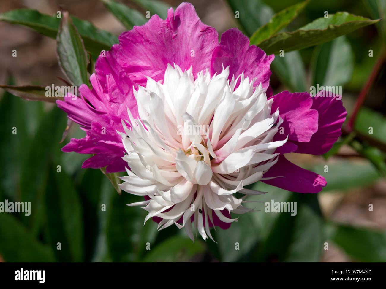 Paeonia lactiflora 'Celebrity Stockfoto