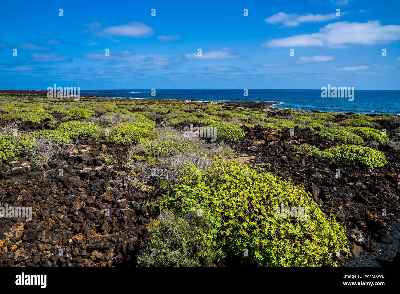 Spanien, Lanzarote, Schöne vulkanischer Lava Strand von grünen Pflanzen bedeckt an der Küste in der Nähe von orzola Stockfoto