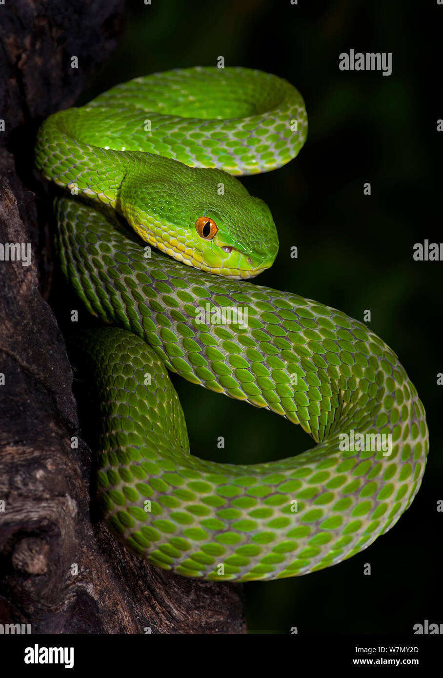 Grün/Weiß - lippig tree Viper (Cryptelytrops albolabris)/Ein älterer Name, Captive, aus Südostasien Stockfoto