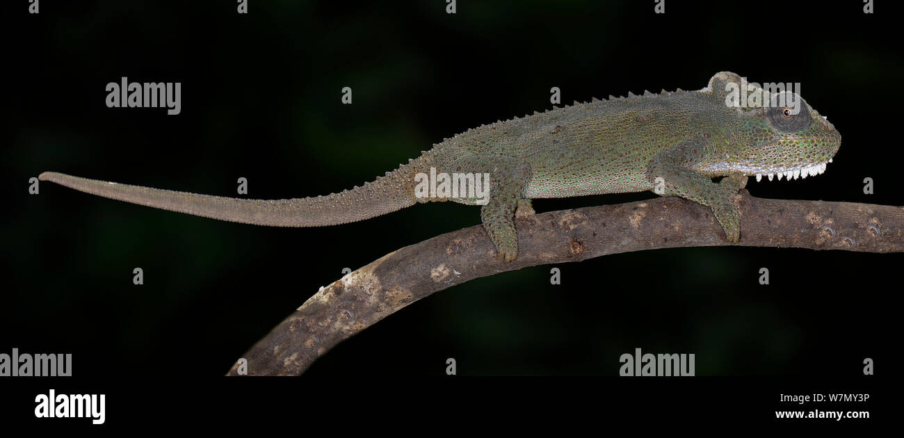 Natal Midlands Dwarf Chameleon (Bradypodion thamnobates) unverlierbaren, aus Südafrika Stockfoto