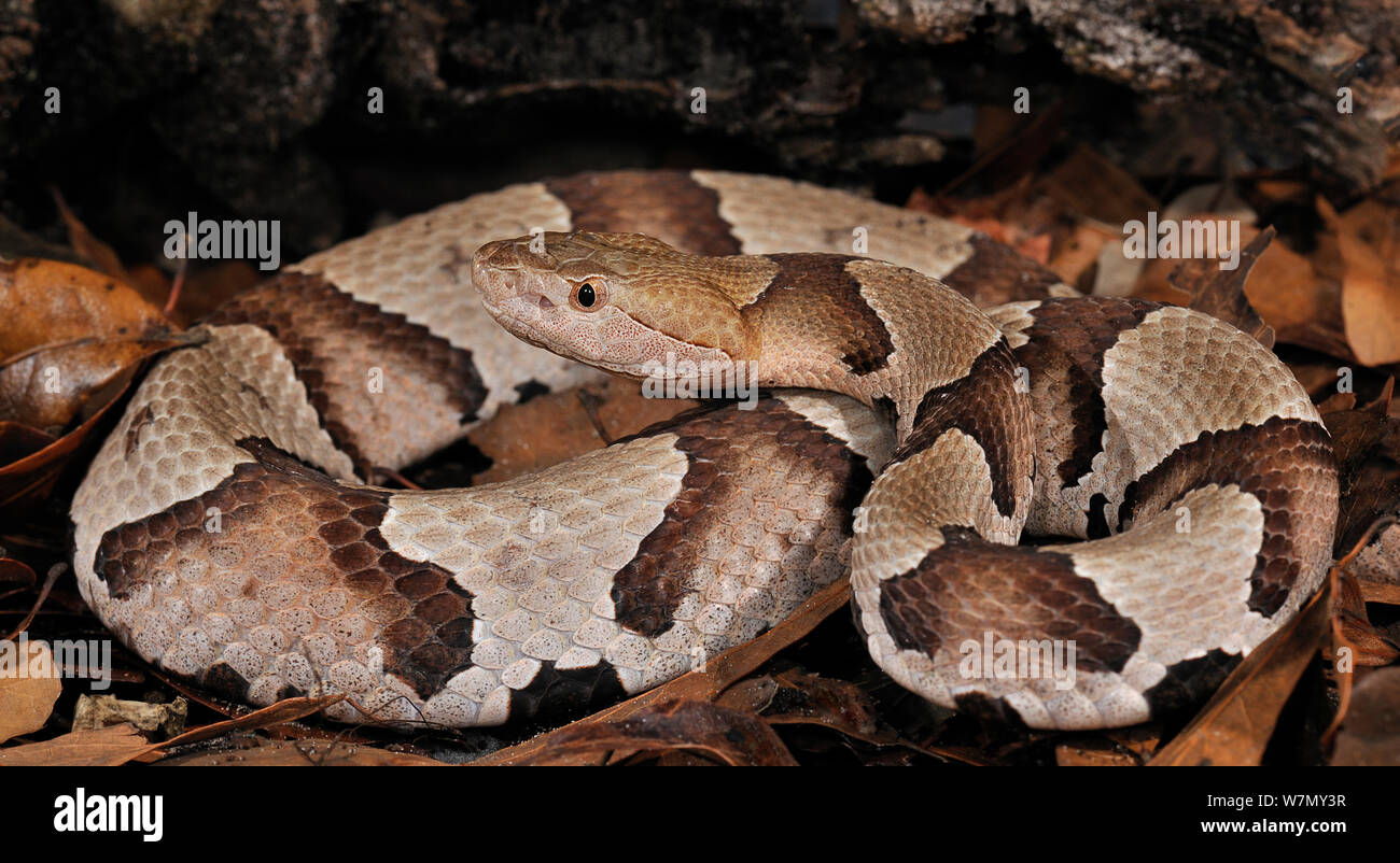 Südliche copperhead snake (Agkistrodon contortrix contortrix) gefangen, aus dem Süden der USA Stockfoto