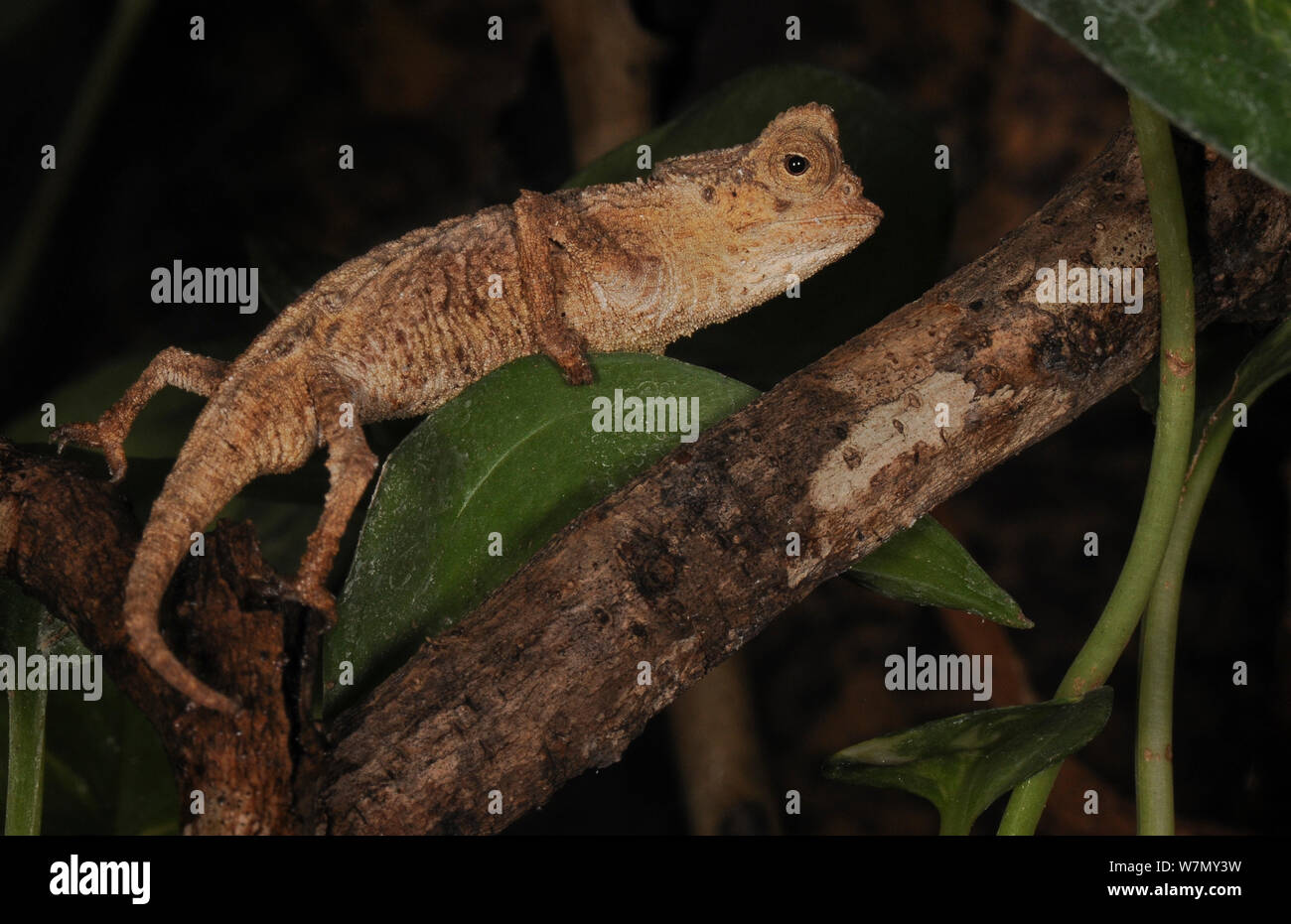 Platte blätterte Chameleon (Brookesia stumpffi) unverlierbaren, aus Madagaskar Stockfoto
