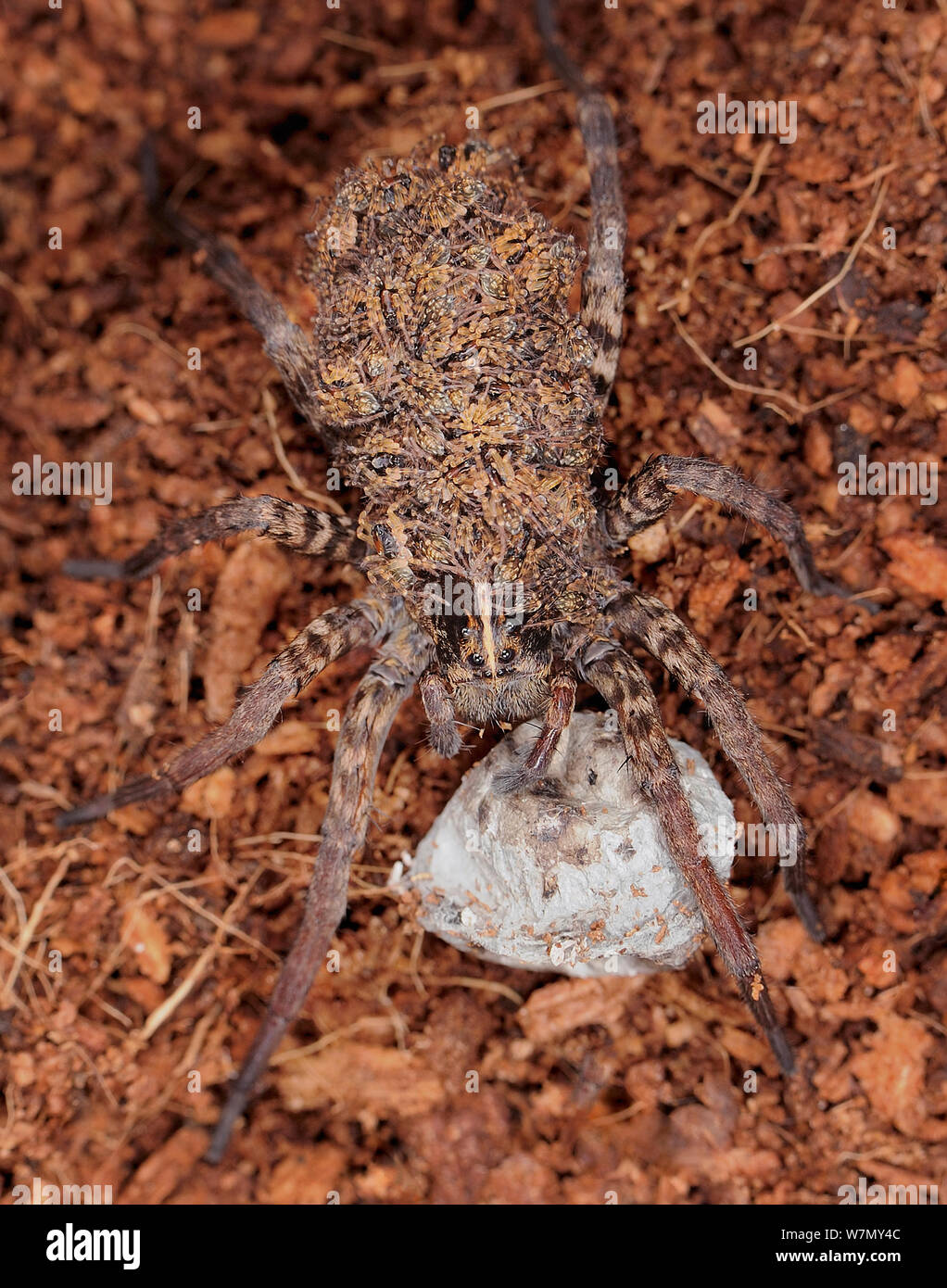 Wolf Spider (Hogna helluo), Captive aus Nordamerika Stockfoto