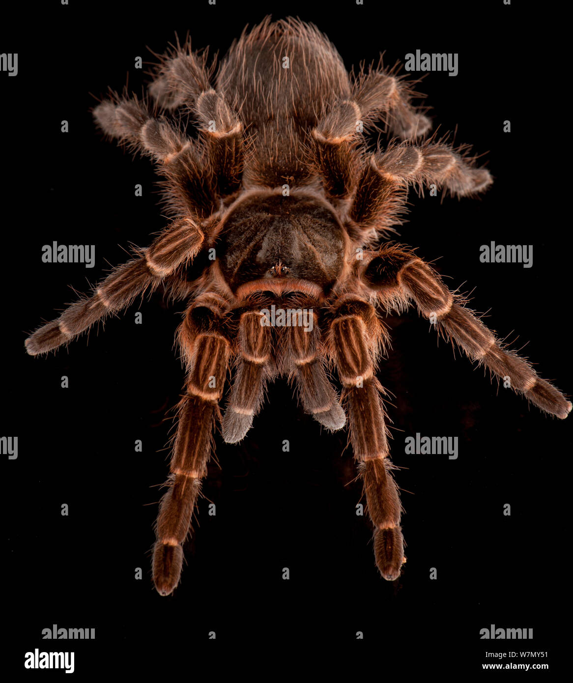 Brazillian tarantula (Vitalius dubius) unverlierbaren, aus Südamerika Stockfoto