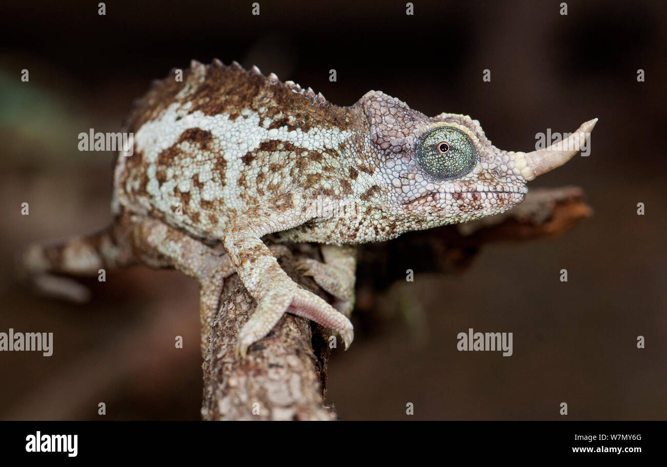 Zwerg Jacksons Chamäleon (Trioceros jacksonii merumontanus) unverlierbaren aus Afrika Stockfoto