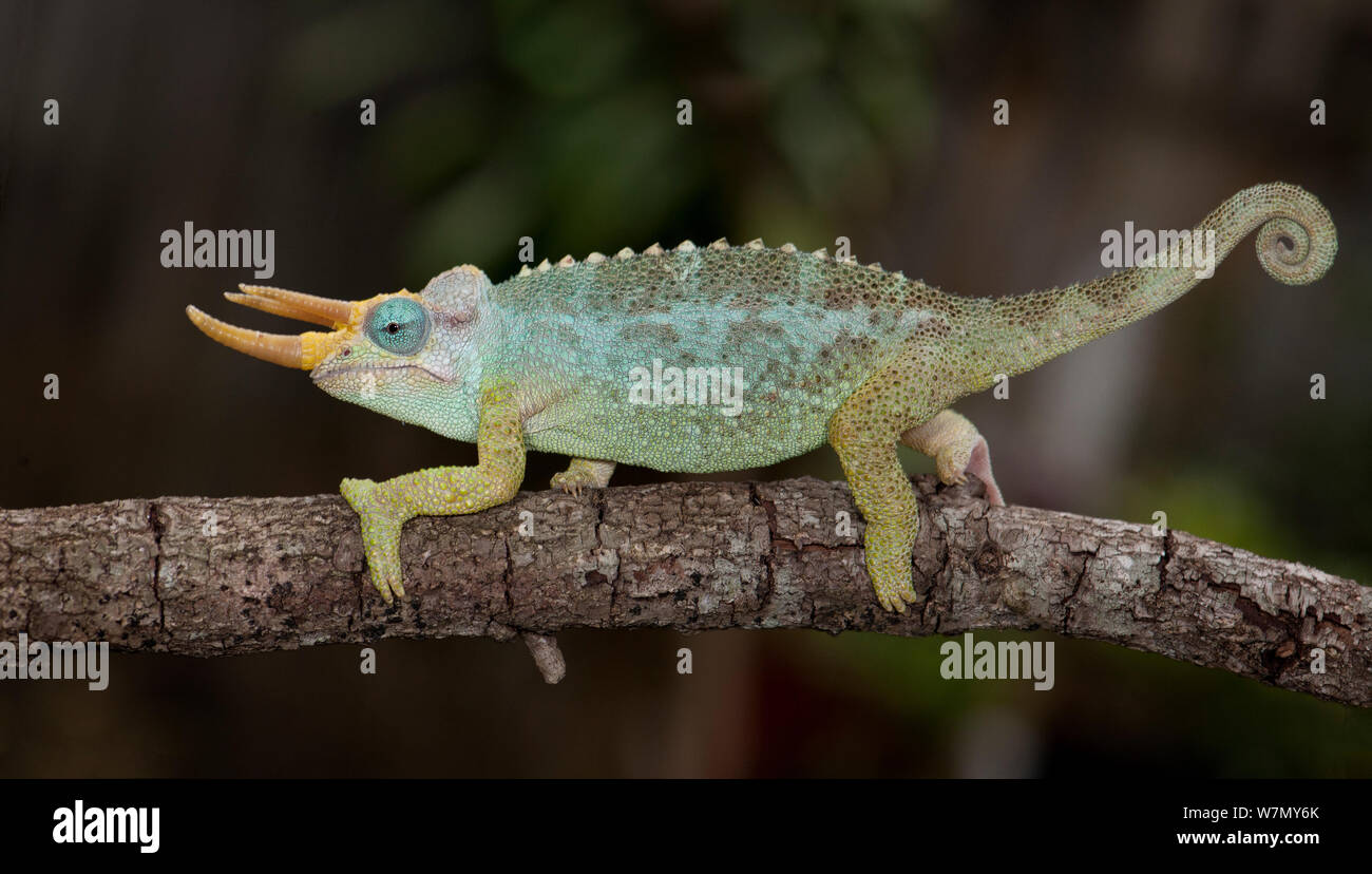 Zwerg Jacksons Chamäleon (Trioceros jacksonii merumontanus) unverlierbaren aus Afrika Stockfoto