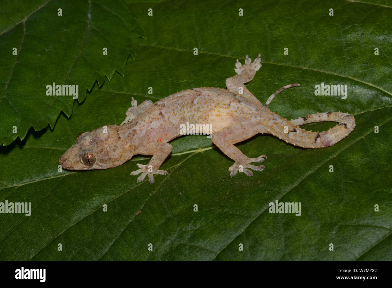 Afro-amerikanische Haus Gecko (Hemidactylus mabouia) in Amerika aus Afrika, South Florida eingeführt, USA kontrollierten Bedingungen Stockfoto