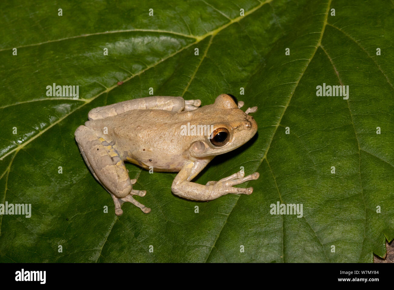 Kubanische treefrog (Osteopilus septentrionalis) See Kissimmee, Florida, USA. In den USA von den Westindischen Inseln eingeführt. Kontrollierten Bedingungen Stockfoto