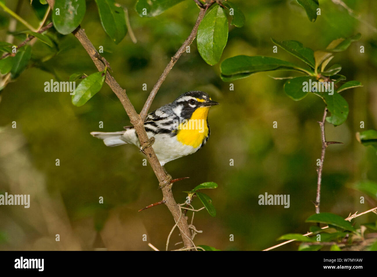 Yellow-throated Warbler (Dendroica dominica) Männliche thront, North Florida, USA Stockfoto