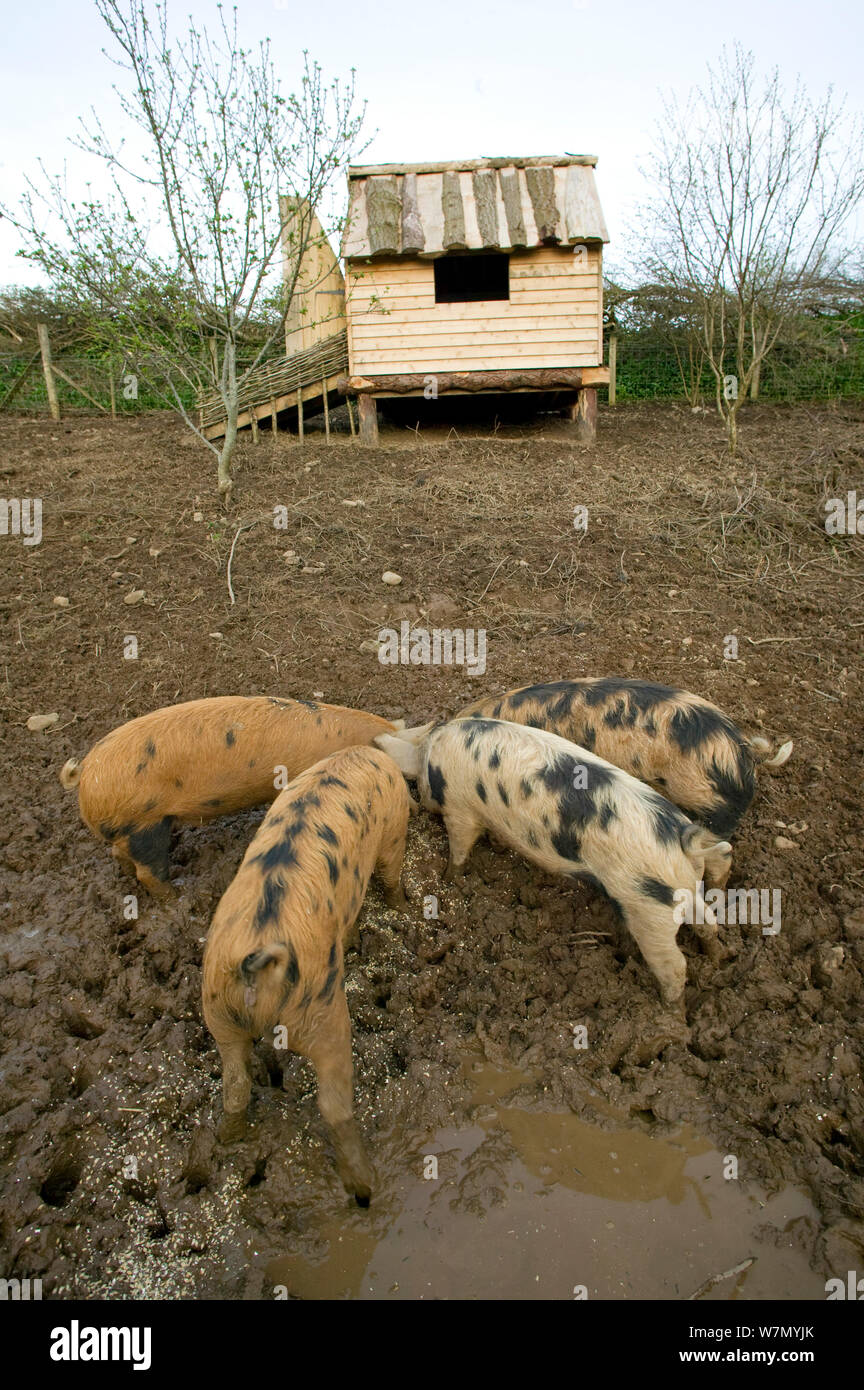 Tamworth seltene züchten Schweine, Schweine in Freilandhaltung auf die Erde Umwelt Projekt für nachhaltiges Leben Murton, Gower, Wales, Großbritannien 2009 Stockfoto