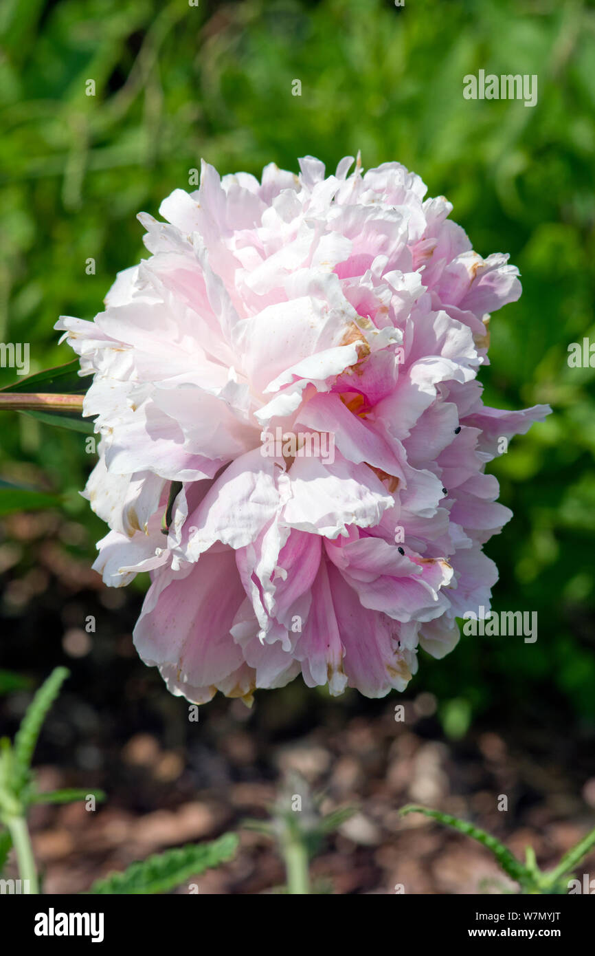 Paeonia lactiflora 'My Pal Rudy' Stockfoto