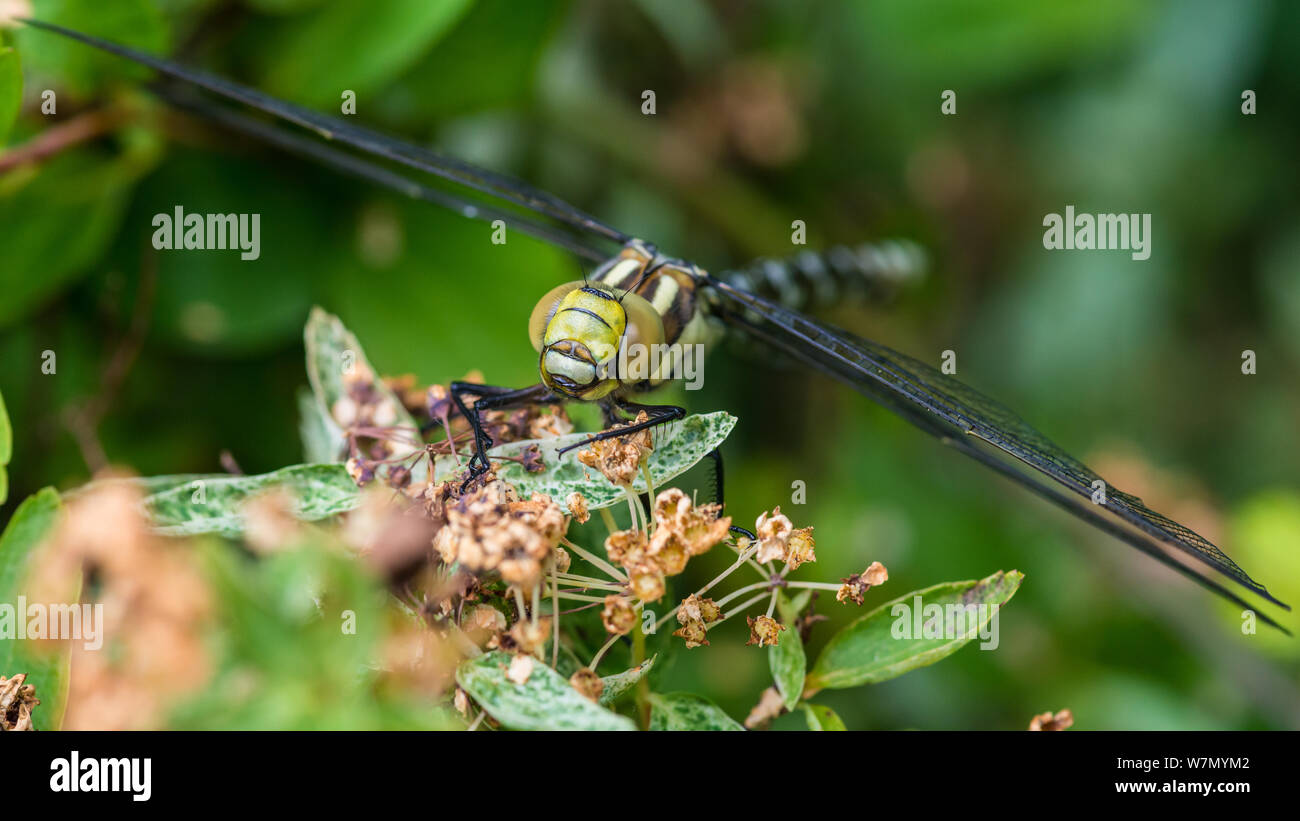 Eine Makroaufnahme eines südlichen Hawker Libelle. Stockfoto