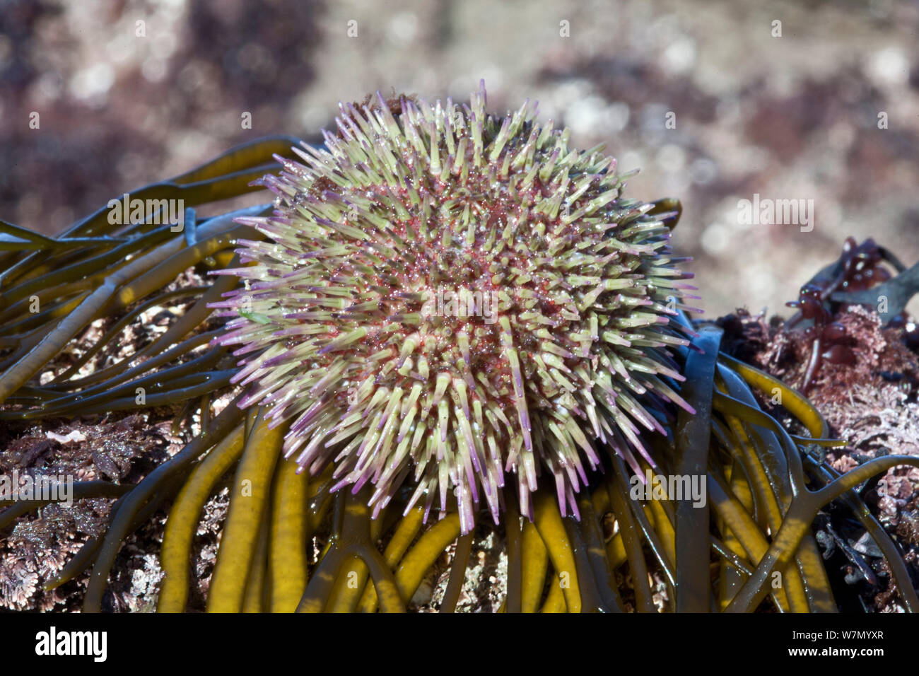 Grüner Seeigel (Psammechinus miliaris) Channel Islands, UK März Stockfoto