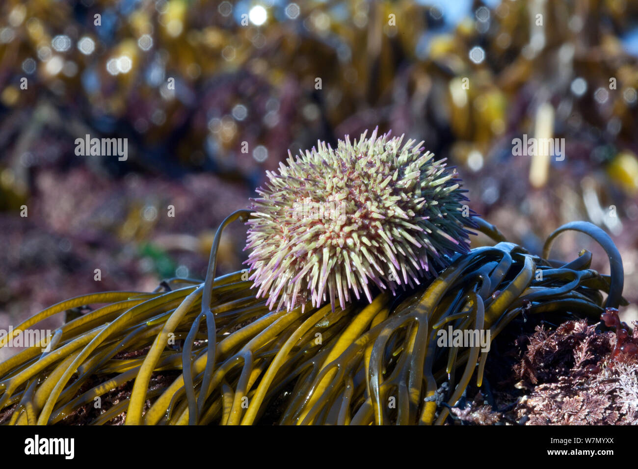 Grüner Seeigel (Psammechinus miliaris) Channel Islands, UK März Stockfoto