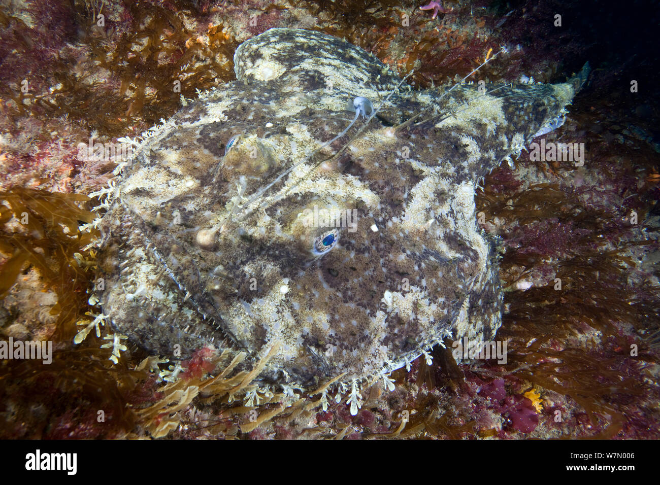 Allmouth Seeteufel (Lophius piscatorius), Channel Islands, Großbritannien, Juli Stockfoto