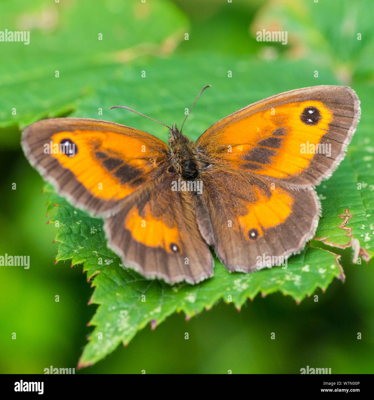 Ein Makro geschossen von einem Gatekeeper Butterfly ruht auf einem grünen Blatt. Stockfoto