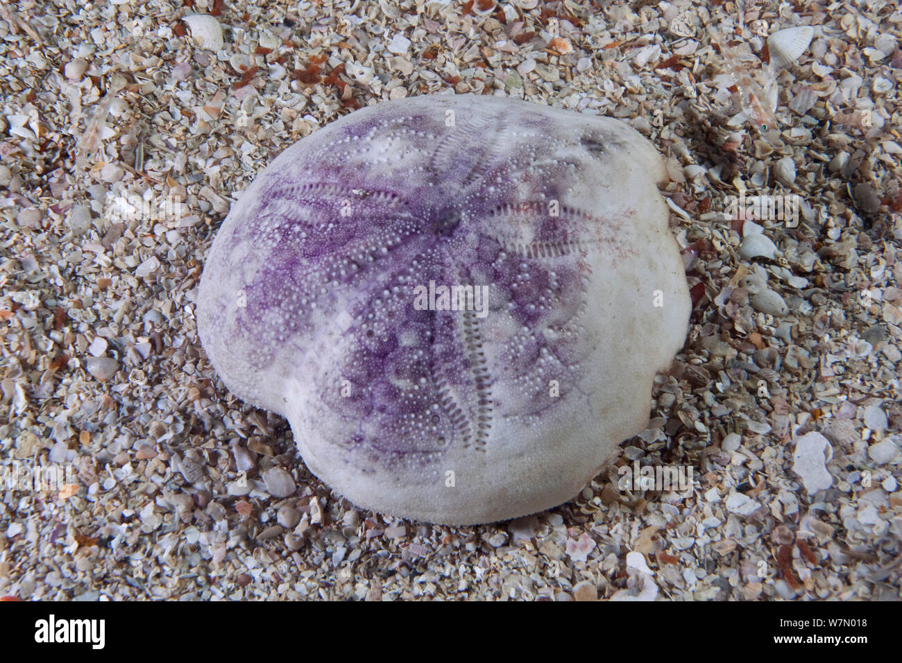 Shell von Purple Heart Urchin (Spatangus purpureus) Kanalinseln, Großbritannien Stockfoto