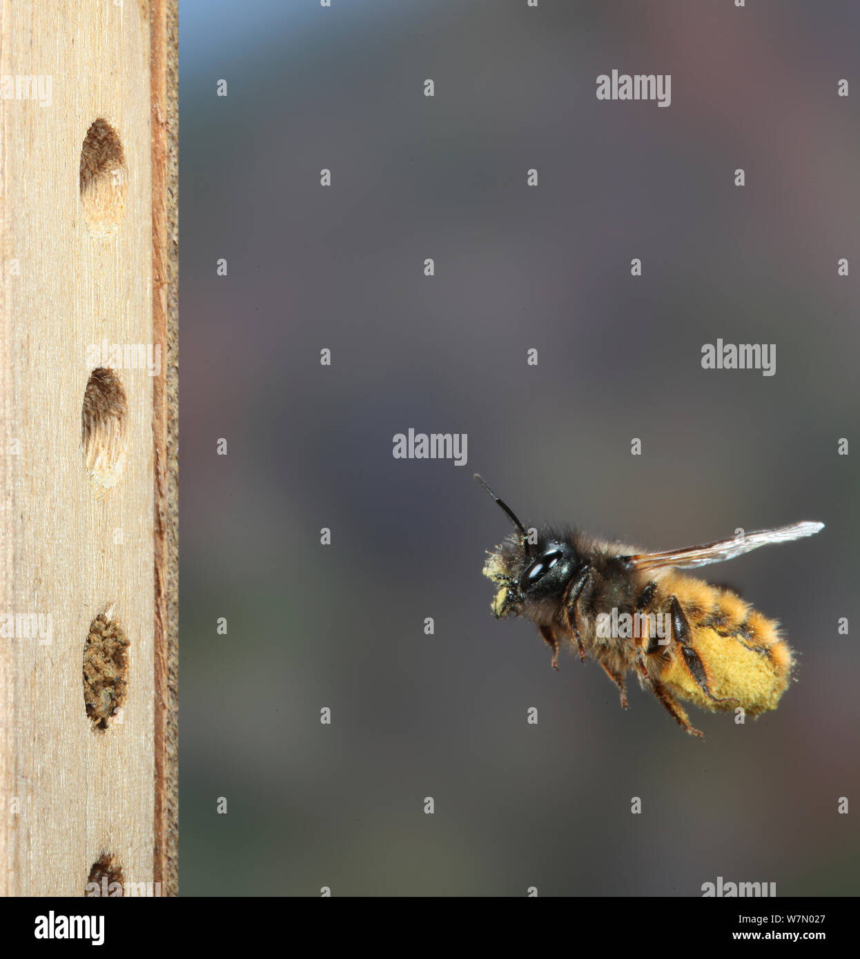 Red mason Bee (Osmia rufa) Weibliche in Flug Pollen und Nektar zu Nest in künstlichen Biene Nistkasten, Surrey, UK, April Stockfoto