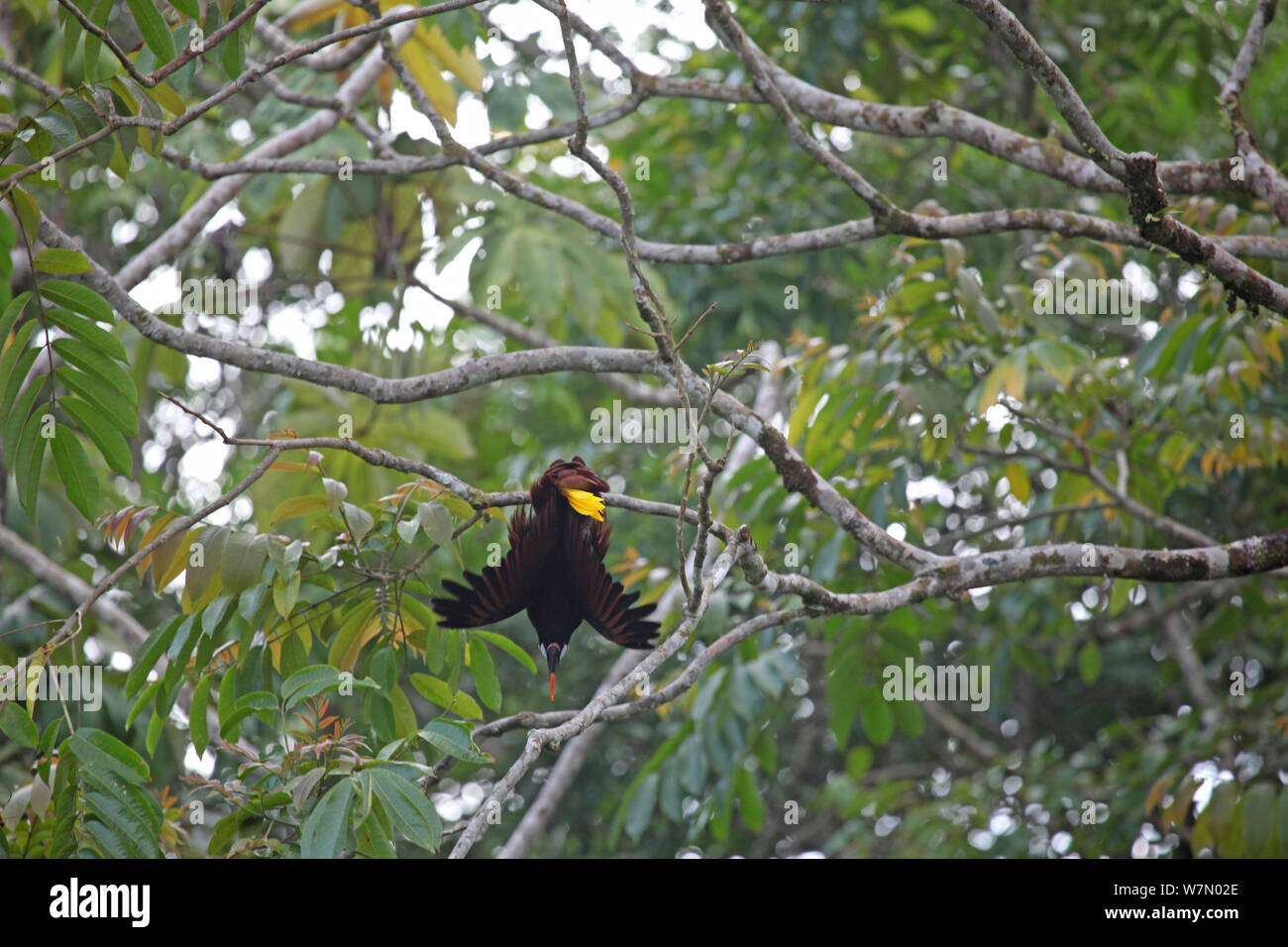 Montezuma oropendola (Psarocolius montezuma) männlichen hängen von einer Niederlassung im Display, Costa Rica Stockfoto