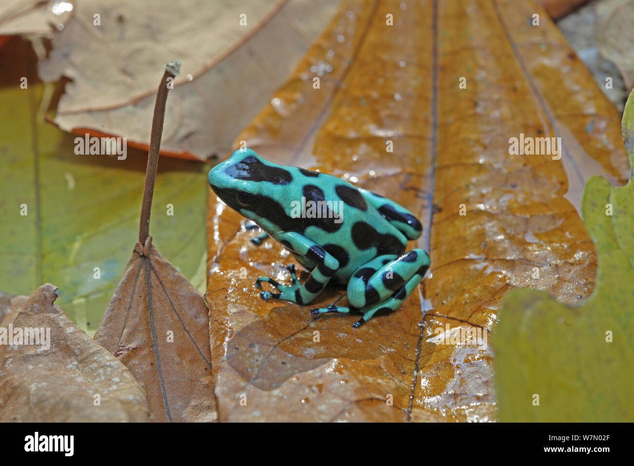 Schwarz-grüne Poison dart Frog (Dendrobates auratus) im Regenwald, Costa Rica Stockfoto
