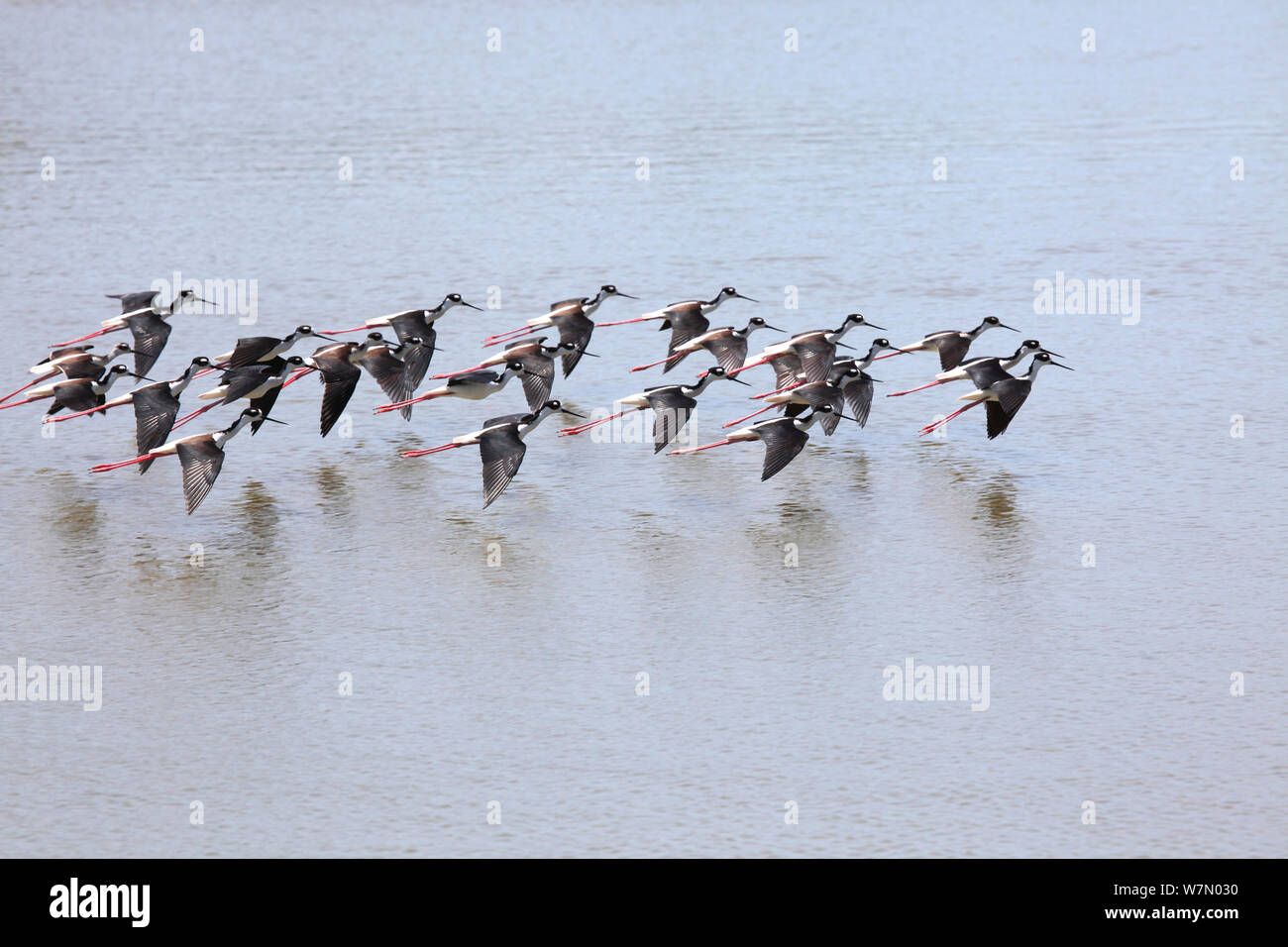 Black-necked Stelzenläufer (Himantopus mexicanus) Herde im Flug über Salz Lagune, Costa Rica Stockfoto