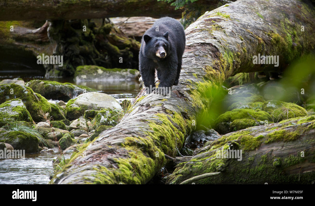 Black Bear (Ursus americanus) Jagd wandernden Lachse in gemäßigten Regenwald an der Küste britischen Columbia, Kanada Stockfoto