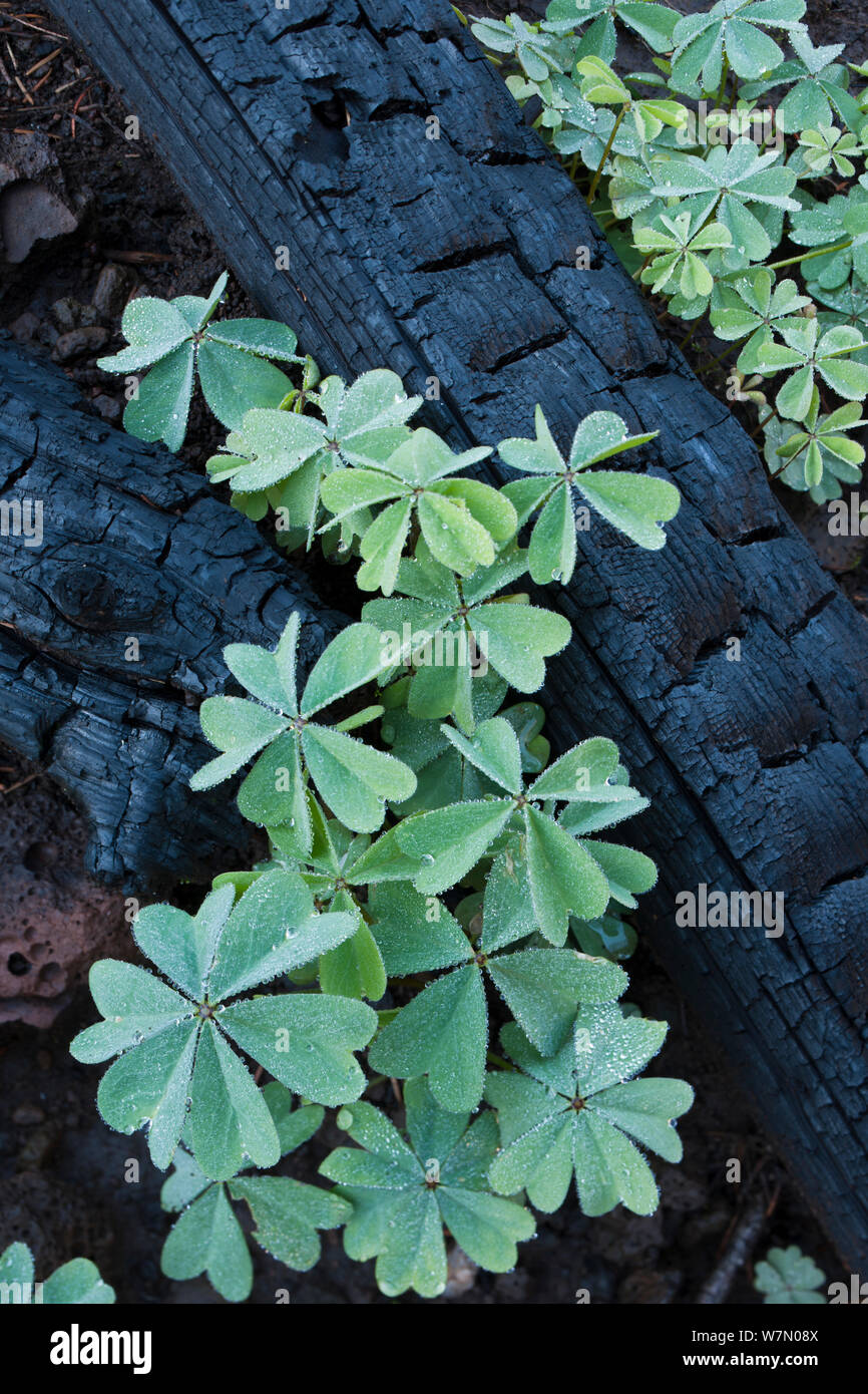 Wallow Waldbrand Nachwirkungen, Apache-Sitgreaves National Forest, Arizona, USA, August 2011 Stockfoto