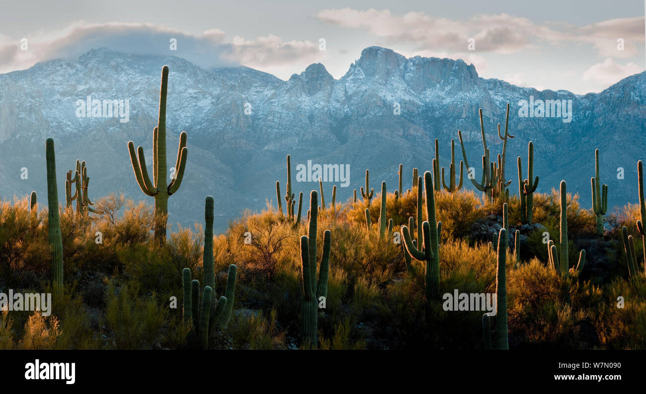 Linien von Saguaro Kakteen (Carnegiea gigantea) in der Dämmerung mit den verschneiten Norden Gesicht der Santa Catalina Mountains vom Tafelberg in der Nähe von Tucson, Arizona, USA geprägt Stockfoto