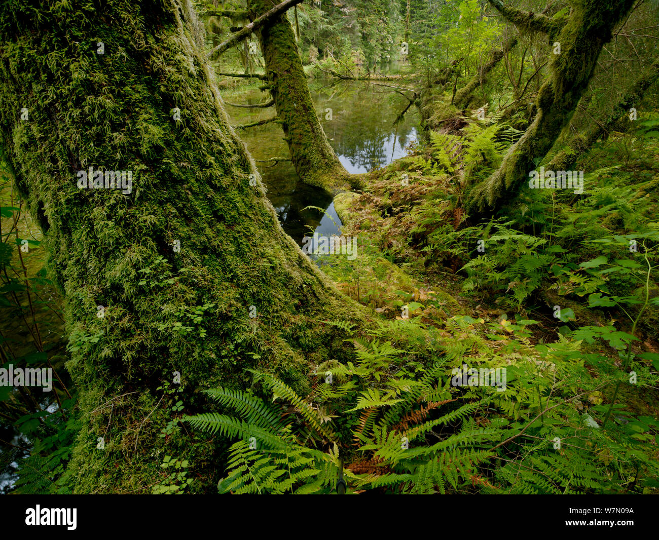 Moos bedeckt Baumstämme in den Großen Bären gemäßigten Regenwald an der Küste britischen Columbia, Kanada, Stockfoto