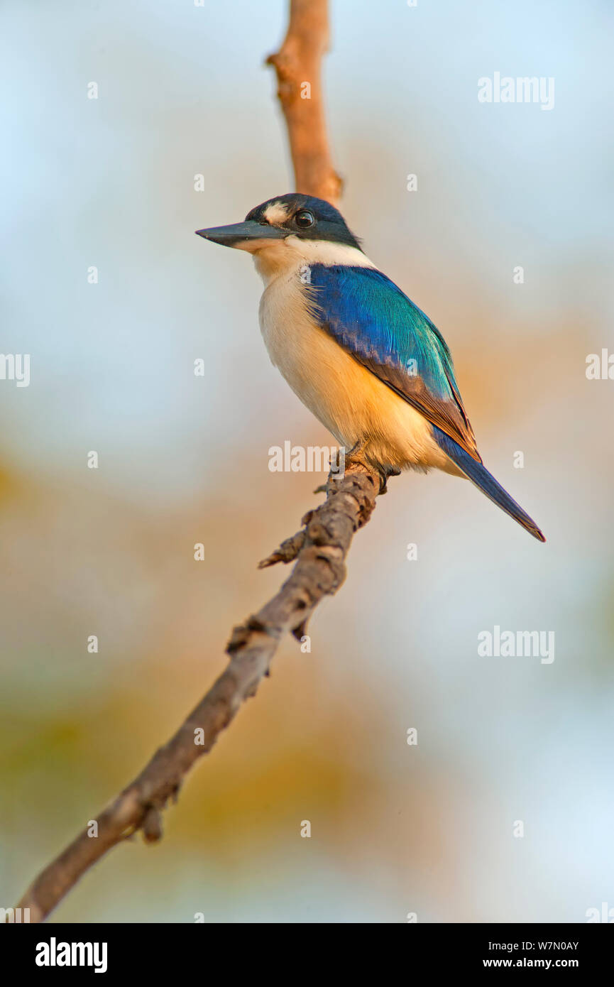 Männliche Wald Kingfisher/blauen Eisvogel/Macleay Kingfisher (Todiramphus macleayii), Mary River, Northern Territory, Australien, Juni Stockfoto
