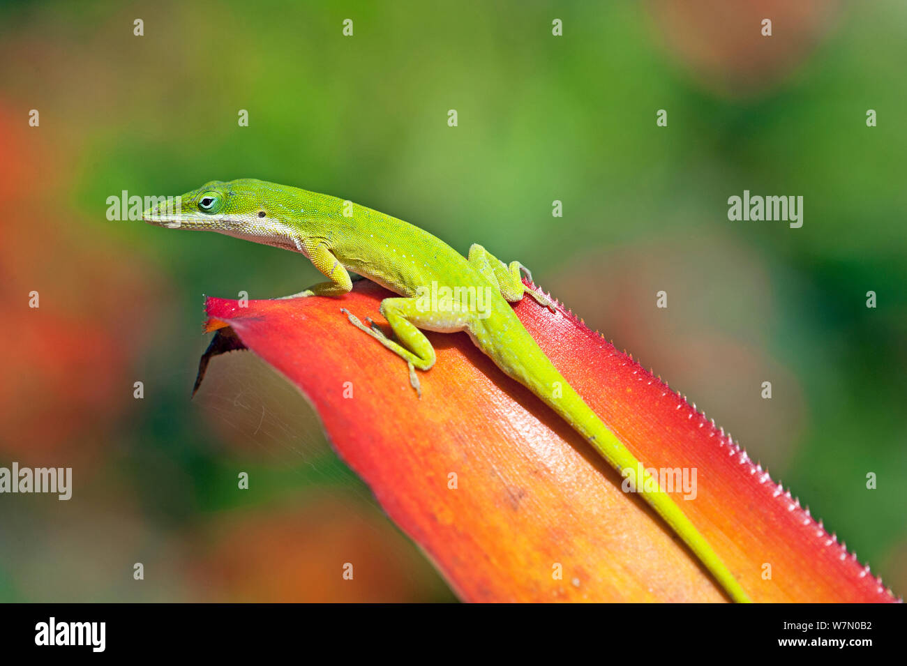 Green Anole (Anolis carolinensis) auf eine Bromelie (Bromeliaceae) Blatt, Neapel Botanischen Gärten, im Südwesten von Florida, USA, März Stockfoto