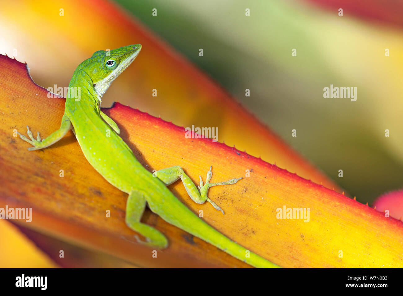 Green Anole (Anolis carolinensis) auf eine Bromelie (Bromeliaceae) Blatt, Neapel Botanischen Gärten, im Südwesten von Florida, USA, März Stockfoto