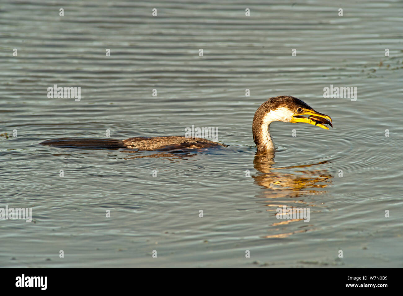Wenig pied Cormorant (Microcarbo melanoleucos) mit Beute in Rechnung, Parry Lagunen Nature Reserve, Wyndham, Western Australia, Juli Stockfoto