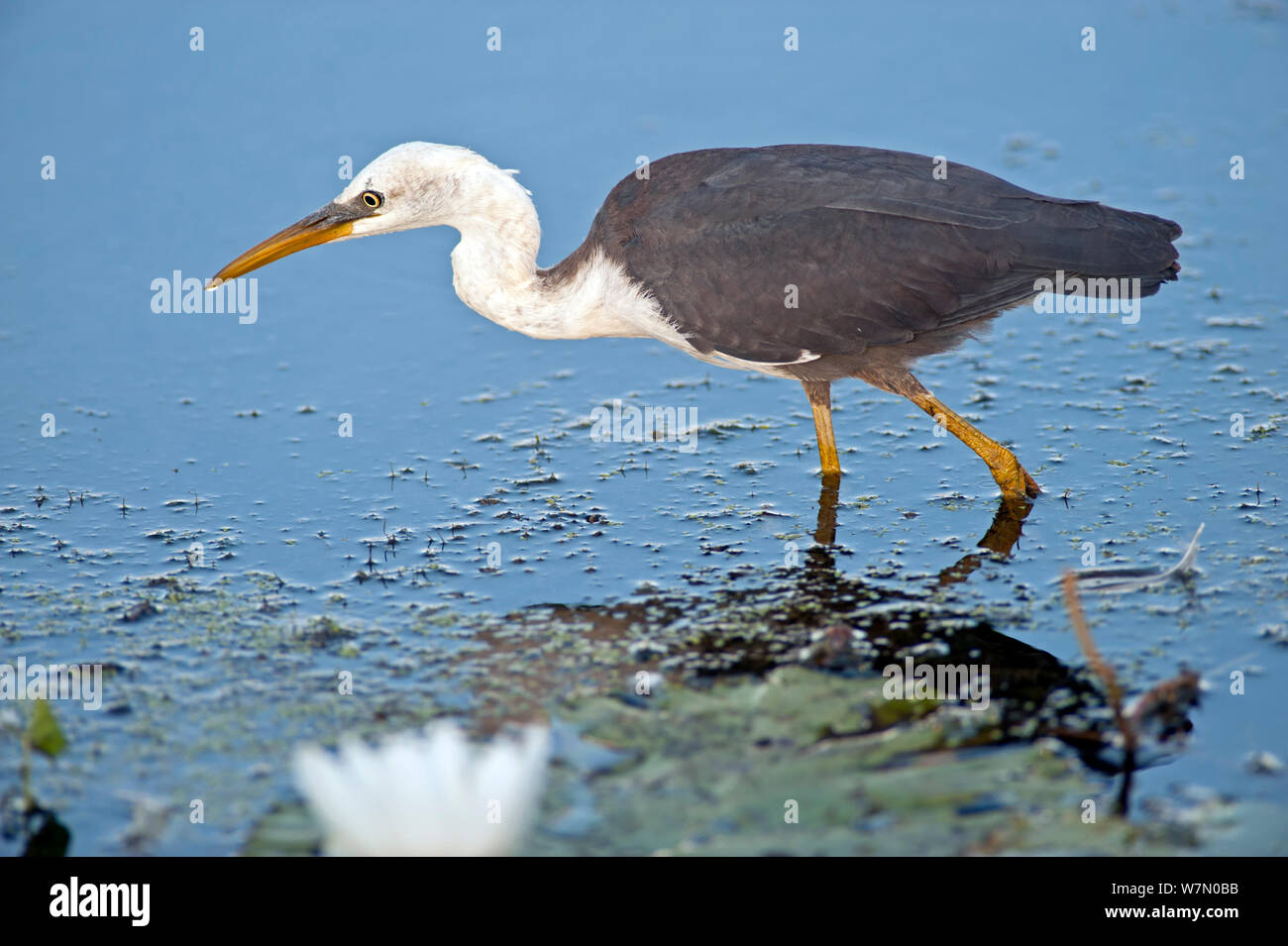 Juvenile Pied Heron (Egretta picata) waten in Wasser, Jagd, Parry Lagunen Nature Reserve, Wyndham, Western Australia, Juli Stockfoto