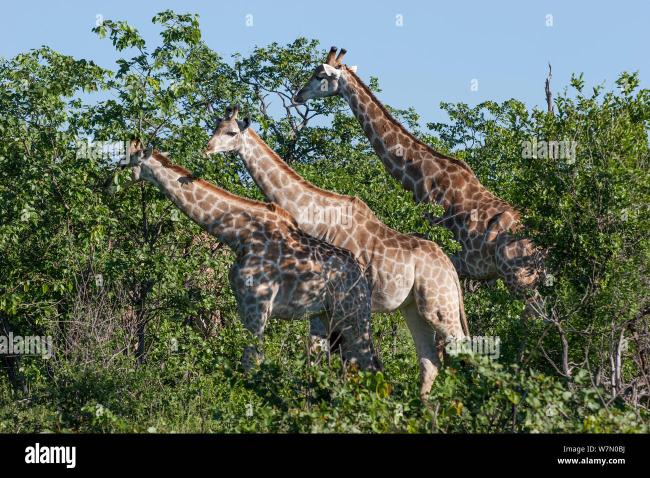 Drei Südafrikanischen Giraffen (Giraffa Camelopardalis giraffa) Fütterung auf niedrigen Sträuchern. Krüger Nationalpark, Südafrika, Januar. Stockfoto