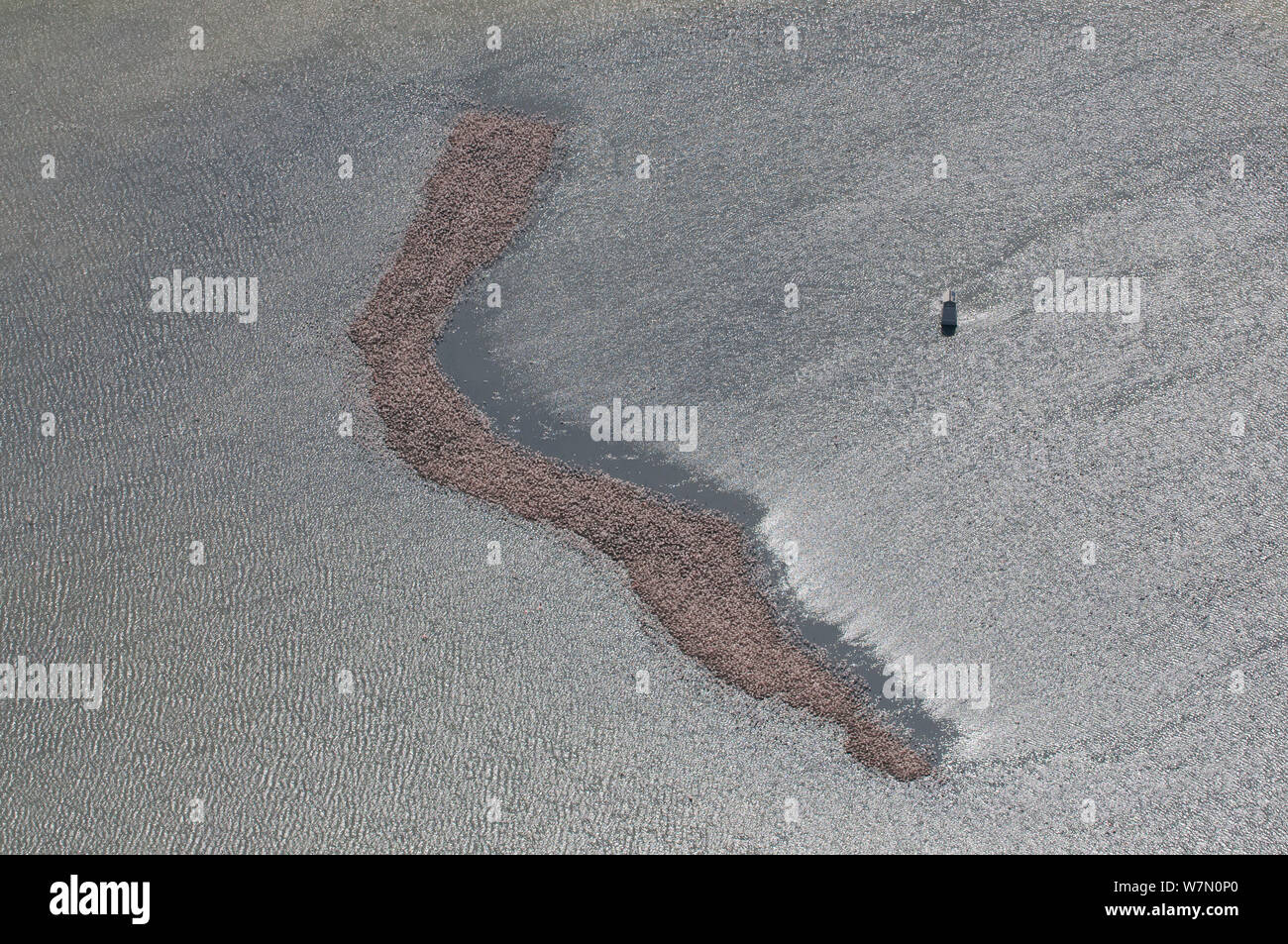 Luftaufnahme der kleine Insel mit Kolonie mehr Flamingo (Phoenicopterus ruber), die einzige Brutkolonie in Frankreich, beachten Sie Wissenschaftliche Informationsstelle auf der rechten, Camargue, Südfrankreich, Mai 2010 Stockfoto