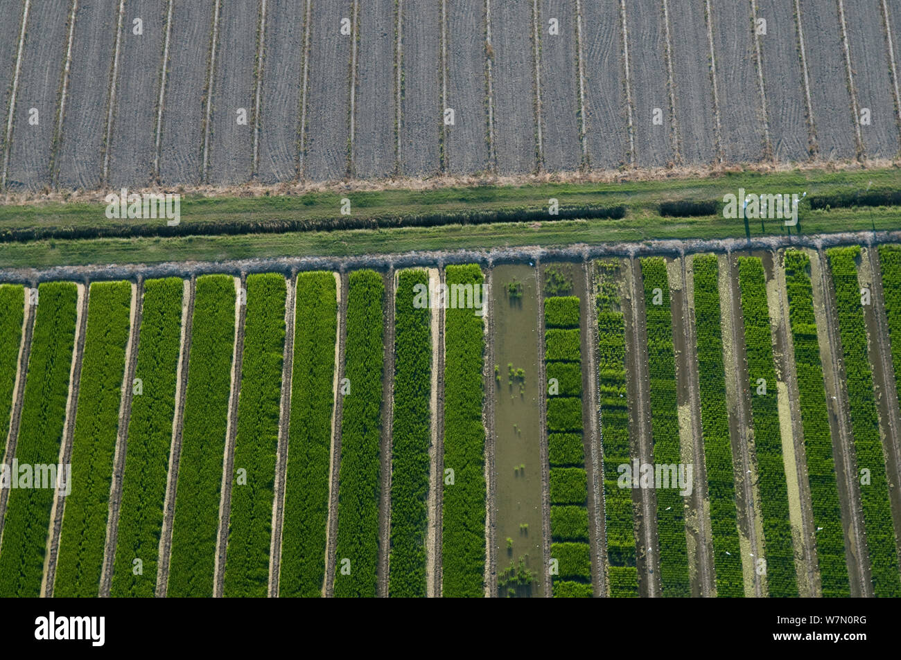 Luftaufnahme von Trial site von verschiedenen Reissorten Oryza (sp) Französische Reis Zentrum, Camargue, Südfrankreich, Juli 2010 Stockfoto