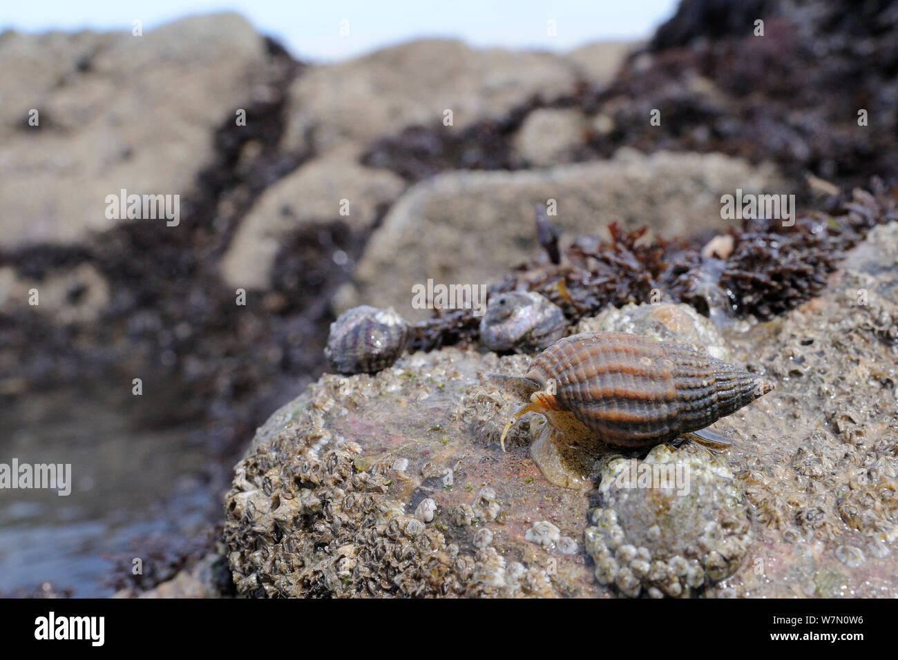 Verrechnet Hund wellhornschnecken (Nassarius reticulatus) scavenging auf barnacle verkrustete Felsen an der Grenze zu einem sandigen Meeresboden, ausgesetzt auf einer niedrigen Spring Tide, Rhossili, die Halbinsel Gower, Großbritannien, Juli. Stockfoto