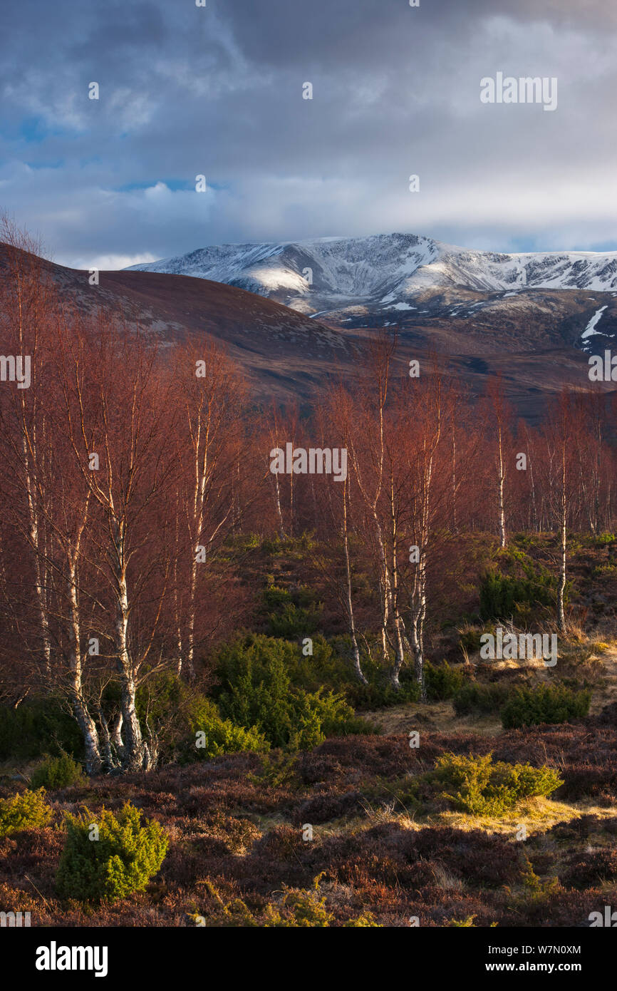 Die rothiemurchus Wald und Cairngorms im Winter, Schottland, UK, März 2012. Stockfoto