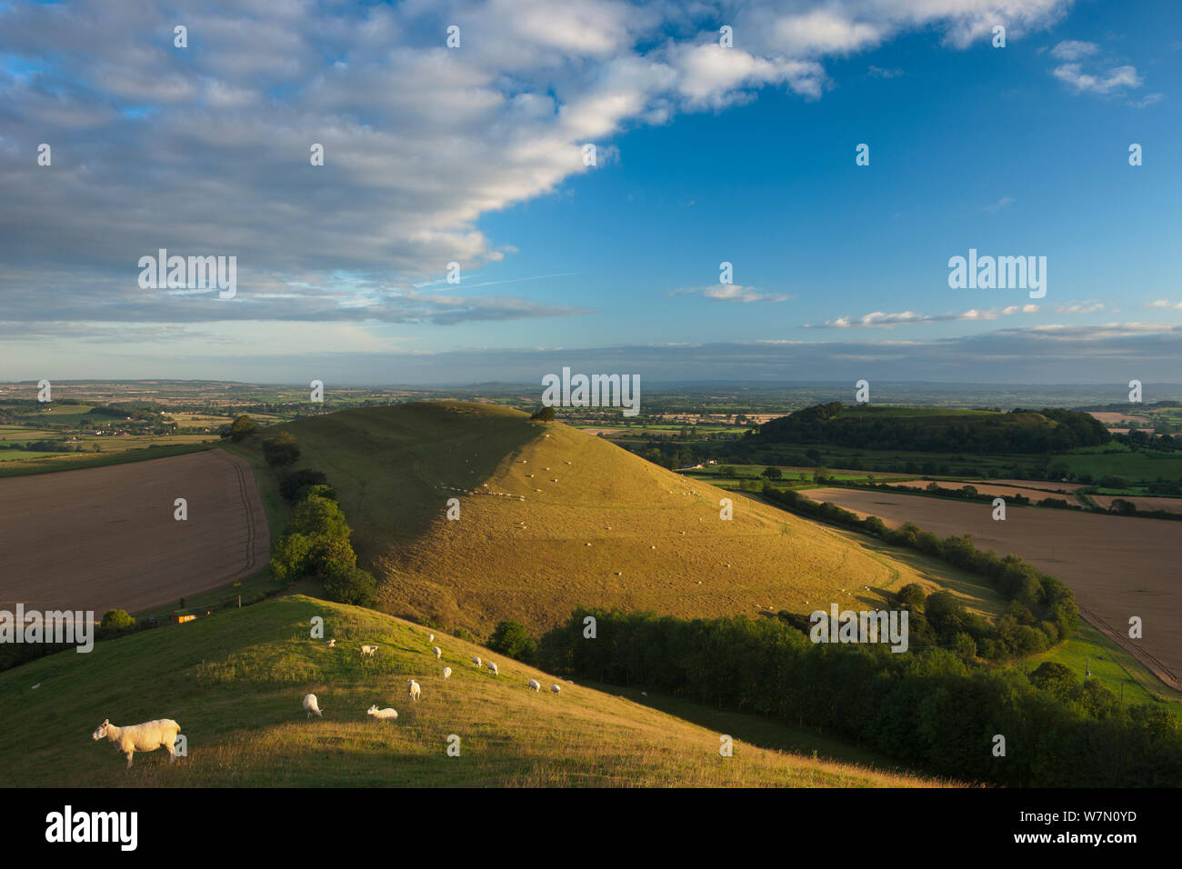 Parrock Hügel mit Glastonbury Tor in der Ferne, von Corton Hill, Somerset, England, UK. August 2011. Stockfoto