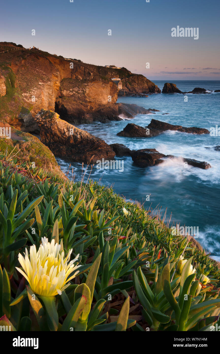 Hottentotte Abb. (Carpobrotus edulis) auf der Klippe am Lizard Point, der südlichste Punkt in Großbritannien, Cornwall, England, Großbritannien. November 2011. Stockfoto