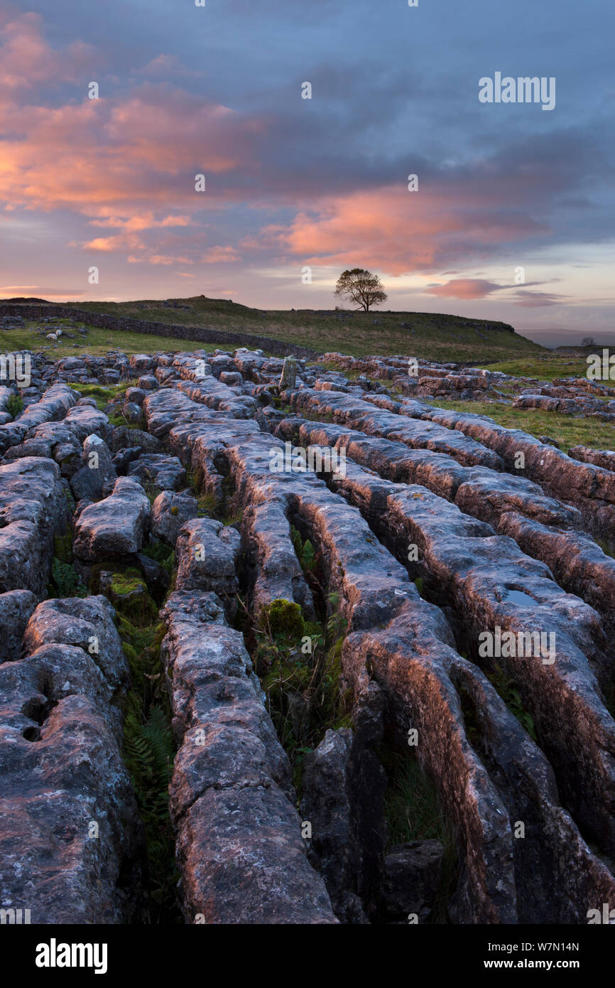 Kalkstein Plasterung auf Malham Moor in der Morgendämmerung, Yorkshire Dales National Park, England, UK. Oktober 2011. Stockfoto