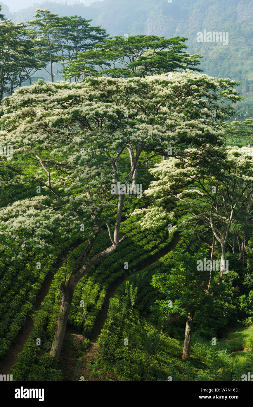 Tee wächst in der Nähe von Laabookellie, in der Nähe von Nuwara Eliya, Sri Lanka. Dezember 2011. Stockfoto
