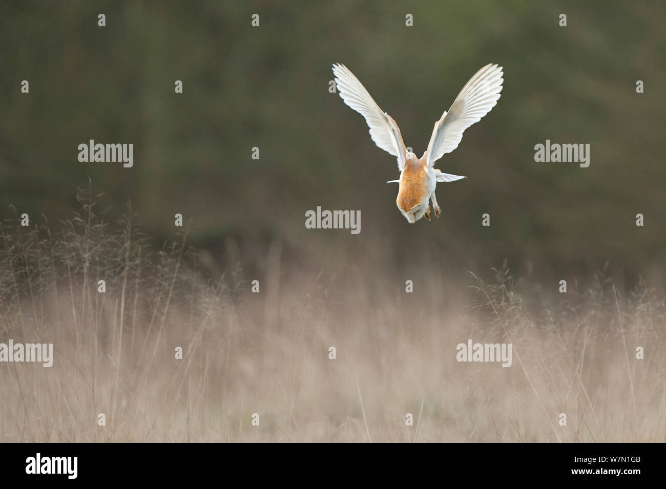 Schleiereule (Tyto alba) gleich, der auf Beute zu Maus, UK März Stockfoto