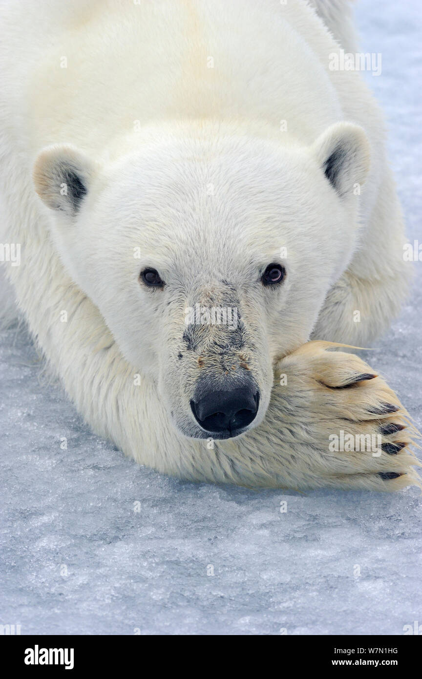 Eisbär (Ursus maritimus) ruht auf Packeis, Spitzbergen, Arktis Stockfoto